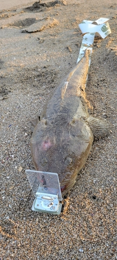 マゴチの釣果