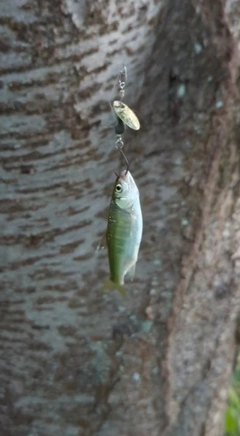 オイカワの釣果