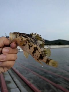 タケノコメバルの釣果