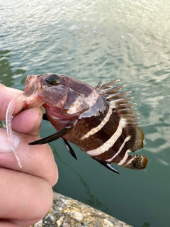 アオハタの釣果