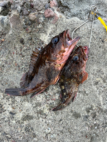 ウッカリカサゴの釣果