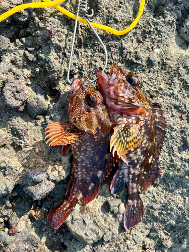 ウッカリカサゴの釣果