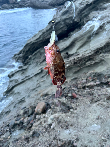 ウッカリカサゴの釣果