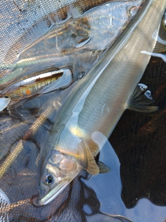 アユの釣果