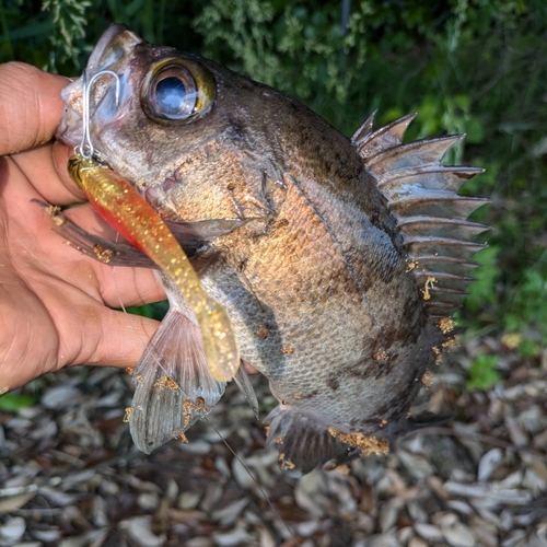 シロメバルの釣果