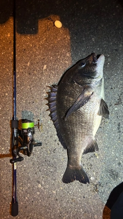 チヌの釣果