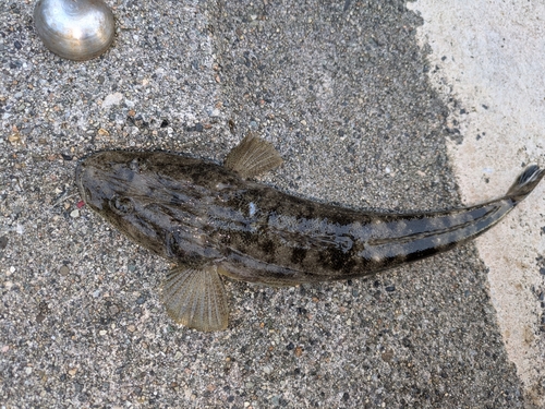 マゴチの釣果