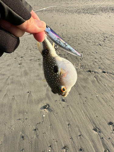 クサフグの釣果