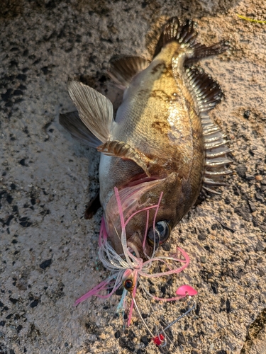 シロメバルの釣果