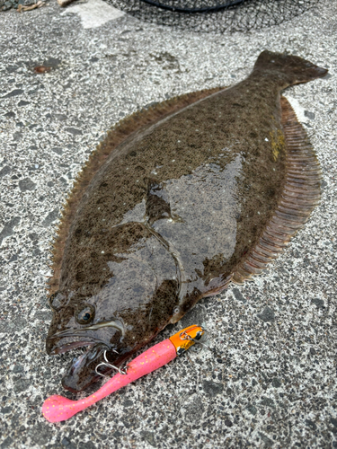 ヒラメの釣果