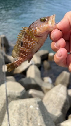 ホシササノハベラの釣果