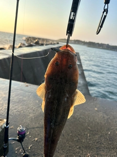 マゴチの釣果