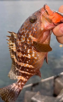 キジハタの釣果