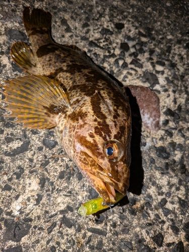 タケノコメバルの釣果