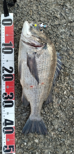 クロダイの釣果