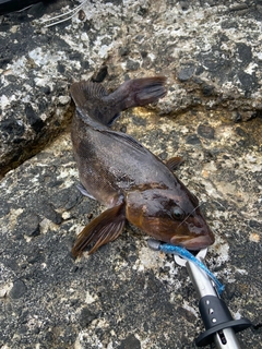 アブラコの釣果