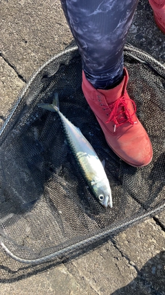 サバの釣果