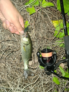 ラージマウスバスの釣果