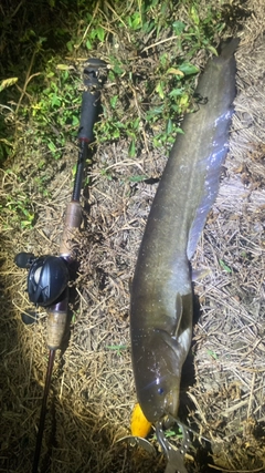 マナマズの釣果