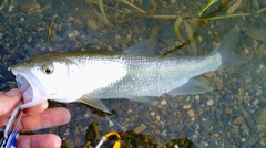 ハスの釣果