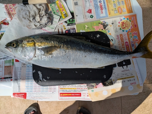 ハマチの釣果