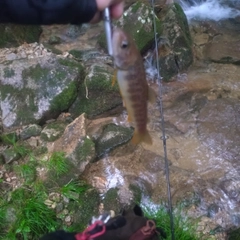 イワナの釣果