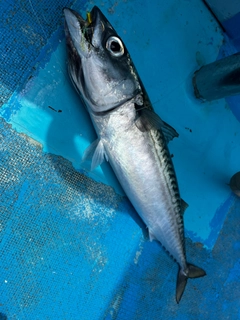 サバの釣果