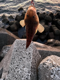 コチの釣果