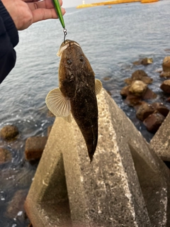 コチの釣果