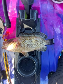 オオモンハタの釣果