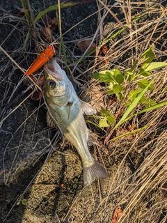 セイゴ（マルスズキ）の釣果