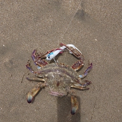 ワタリガニの釣果