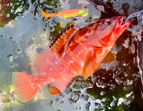 アカハタの釣果