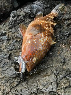 キジハタの釣果