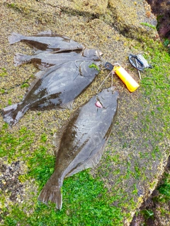 ヒラメの釣果