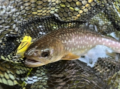 アメマスの釣果