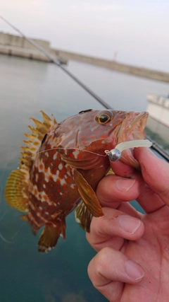 キジハタの釣果