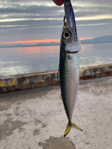 サバの釣果