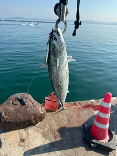 ソウダガツオの釣果