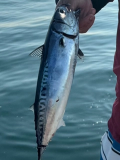 ソウダガツオの釣果