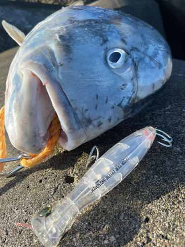 ロウニンアジの釣果