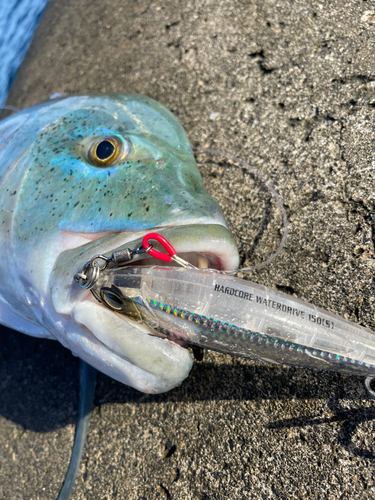 カスミアジの釣果