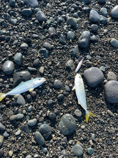 ワカシの釣果