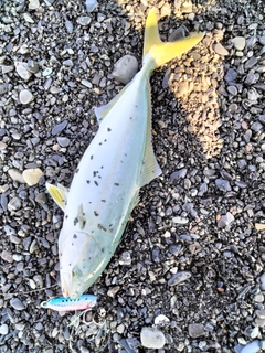 ワカシの釣果