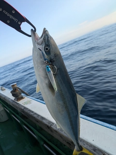 イナダの釣果