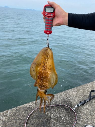 アオリイカの釣果