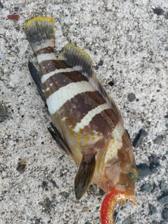 アオハタの釣果