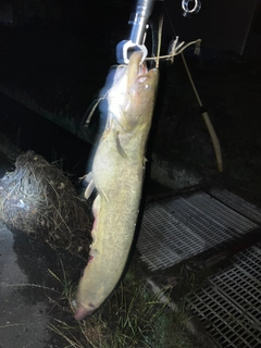 イワトコナマズの釣果