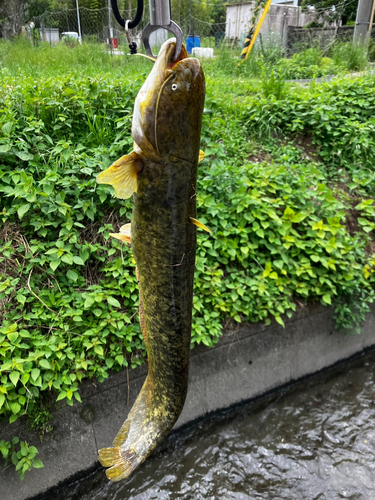 イワトコナマズの釣果