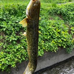 イワトコナマズ